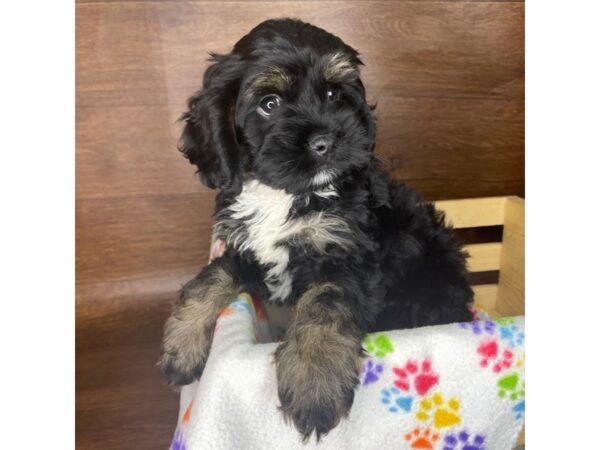 Cock A Poo DOG Male Black / Tan 2422 Petland Florence, Kentucky