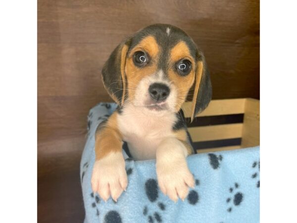 Beagle DOG Male Black Tan / White 2423 Petland Florence, Kentucky