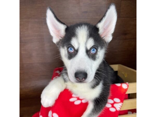 Siberian Husky DOG Male Black / White 2424 Petland Florence, Kentucky