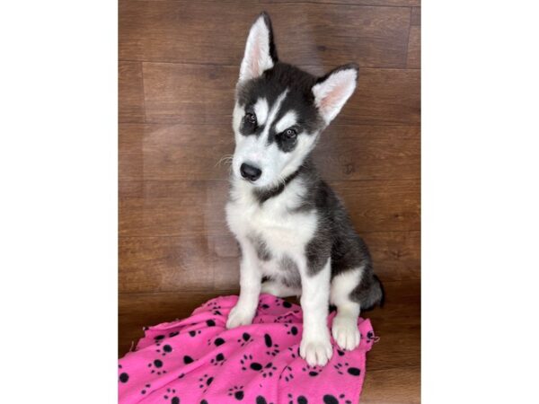 Siberian Husky-DOG-Female--2428-Petland Florence, Kentucky