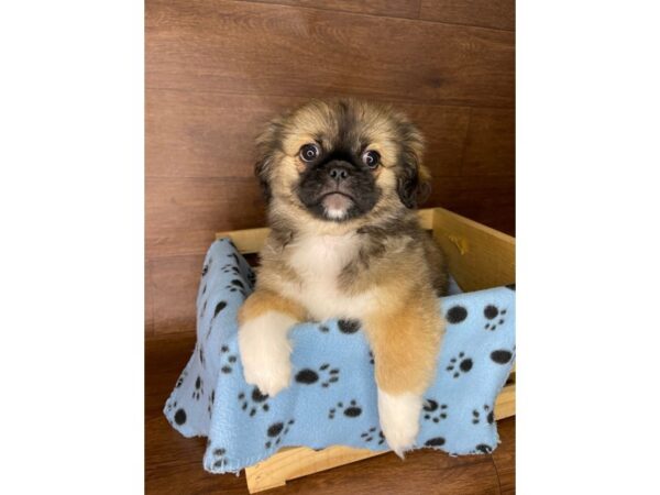 Pekingese-DOG-Male--2413-Petland Florence, Kentucky