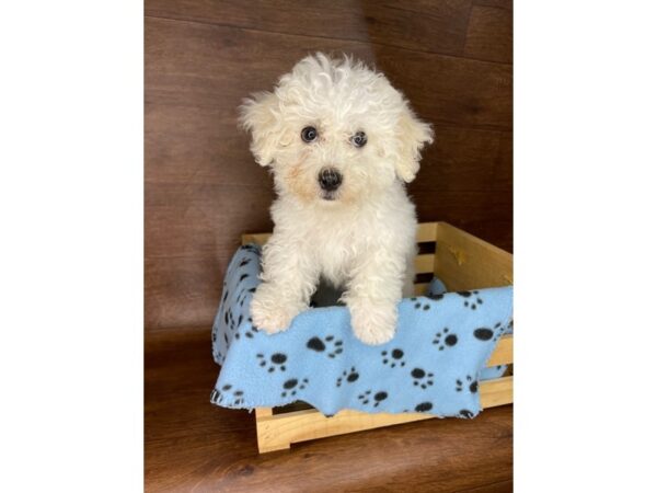 Bichon Frise DOG Female 2414 Petland Florence, Kentucky