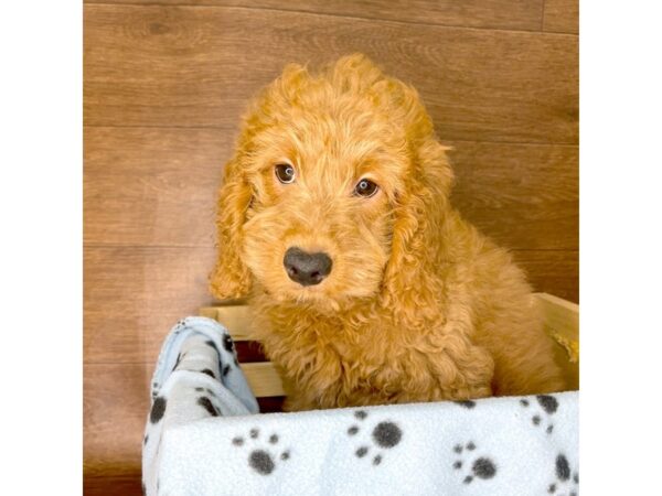 Goldendoodle Mini-DOG-Male-Apricot-2429-Petland Florence, Kentucky