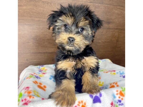 Yorkshire Terrier DOG Male Black / Tan 2430 Petland Florence, Kentucky