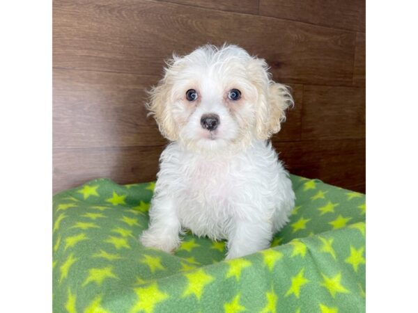 Cock A Poo-DOG-Female-apricot-2445-Petland Florence, Kentucky