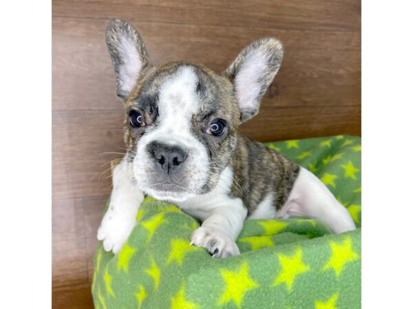 French Bulldog DOG Male Brindle 2444 Petland Florence, Kentucky