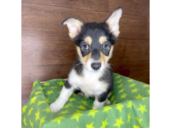 Pembroke Welsh Corgi DOG Female Black Tan / White 2443 Petland Florence, Kentucky