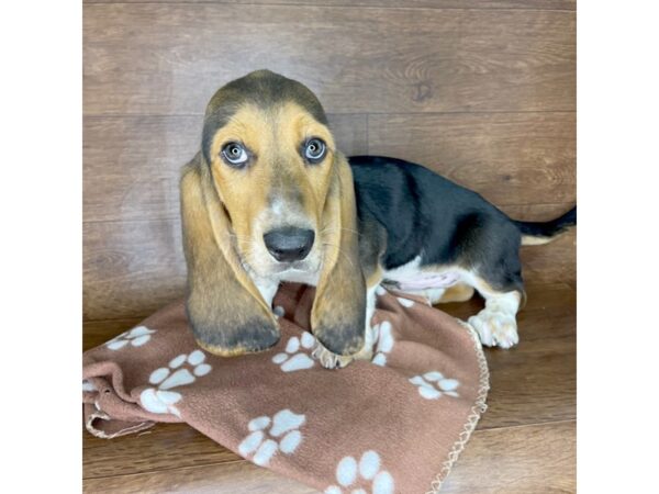 Basset Hound DOG Male Black Tan / White 2441 Petland Florence, Kentucky