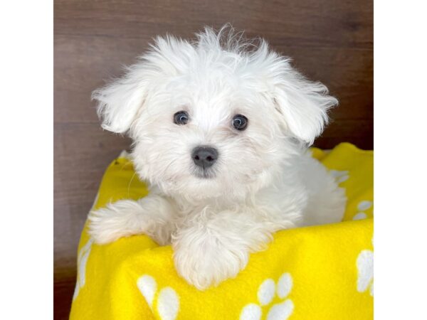 Maltese DOG Male White 2440 Petland Florence, Kentucky