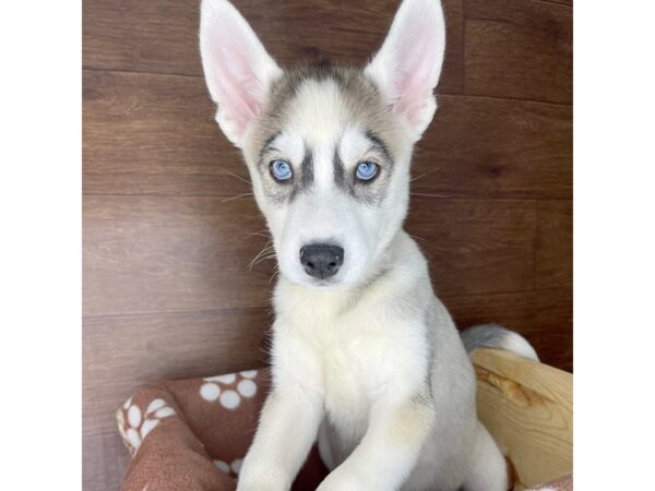 Siberian Husky DOG Female Agouti / White 2439 Petland Florence, Kentucky