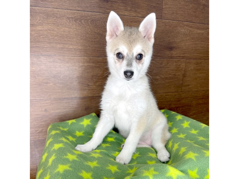 Alaskan Klee Kai Dog Breed - Dog World