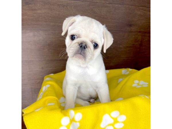 Pug-DOG-Male-White-2437-Petland Florence, Kentucky