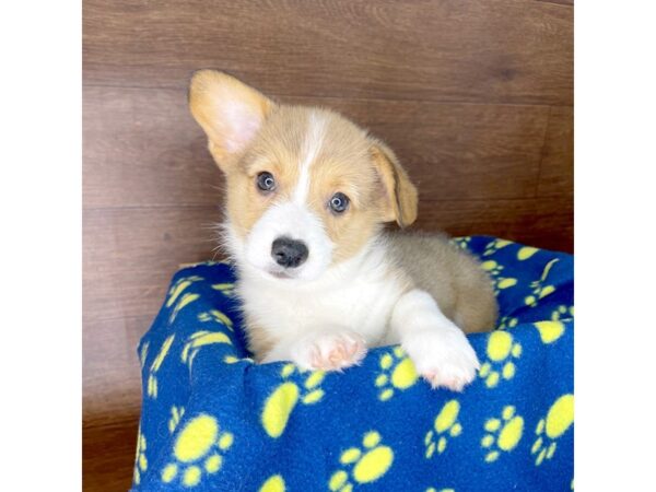 Pembroke Welsh Corgi DOG Male Red Sable 2436 Petland Florence, Kentucky