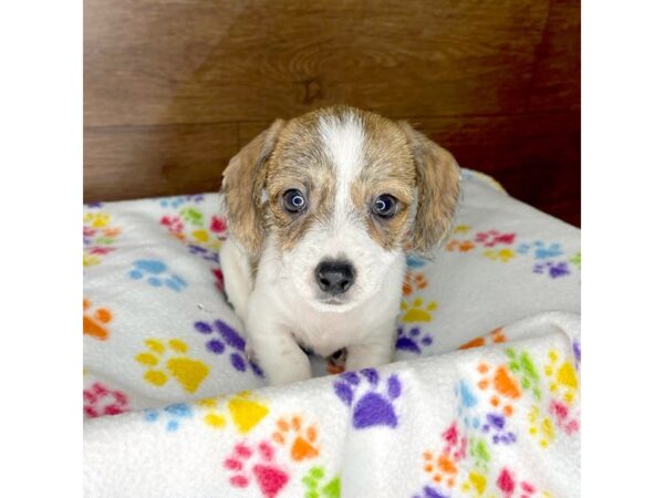 Chiweenie-DOG-Male-Fawn-2433-Petland Florence, Kentucky