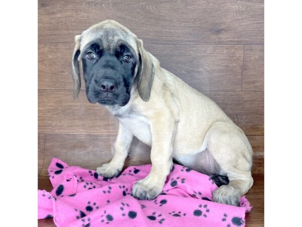 Mastiff-DOG-Female-Fawn-2432-Petland Florence, Kentucky