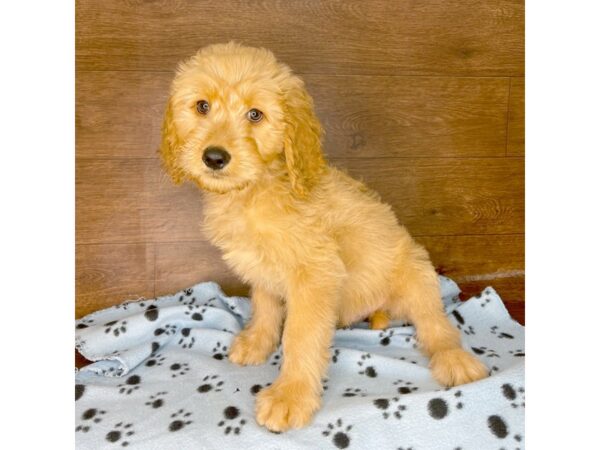 Goldendoodle DOG Male Apricot 2431 Petland Florence, Kentucky