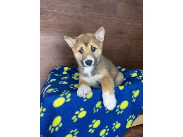 Shiba Inu-DOG-Male-Red Sesame-2434-Petland Florence, Kentucky