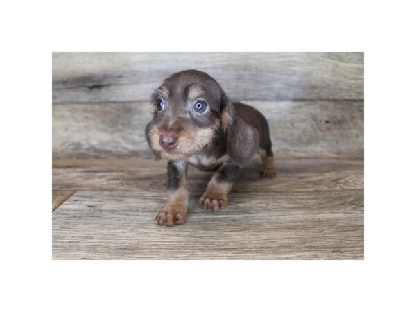 Dachshund DOG Male Chocolate / Tan 2460 Petland Florence, Kentucky