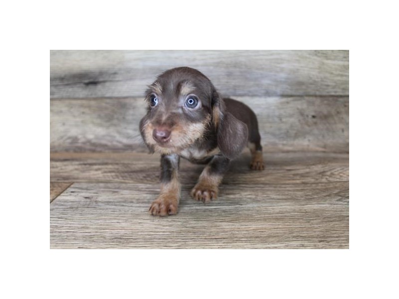 Chocolate wire hot sale haired dachshund