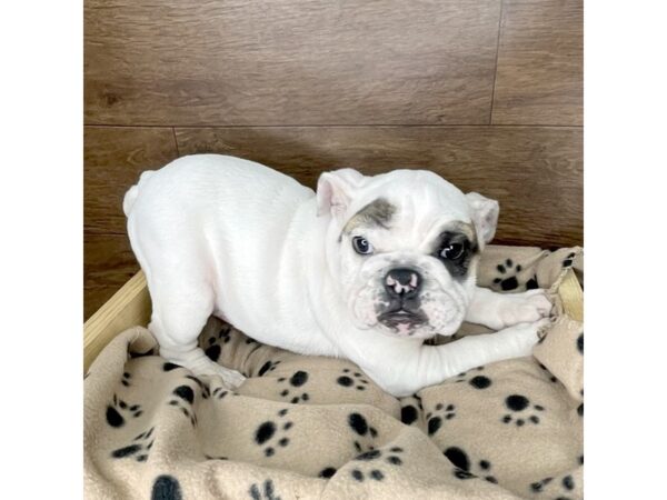 Bulldog DOG Female White 2446 Petland Florence, Kentucky