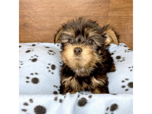 Silky Terrier-DOG-Male-Black / Tan-2449-Petland Florence, Kentucky