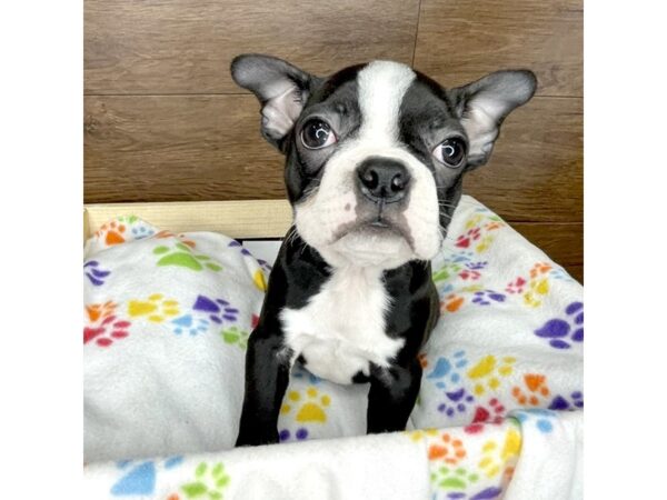 Boston Terrier DOG Female Brindle / White 2459 Petland Florence, Kentucky