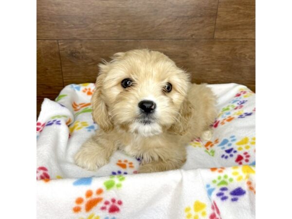 Cavachon-DOG-Female-Apricot-2457-Petland Florence, Kentucky