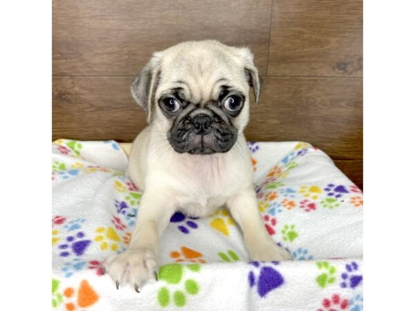 Pug DOG Male Fawn 2456 Petland Florence, Kentucky