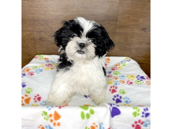 Shih Tzu DOG Female Black / White 2455 Petland Florence, Kentucky