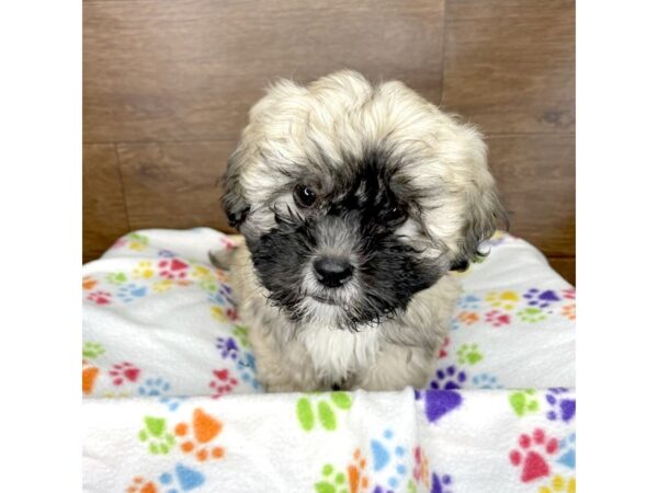 Lhasa Apso-DOG-Female-Fawn-2454-Petland Florence, Kentucky