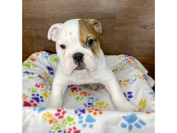 Bulldog DOG Male Red 2453 Petland Florence, Kentucky