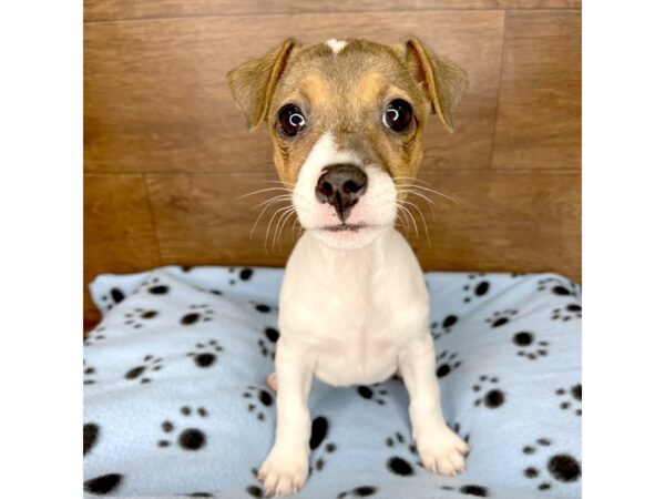 Jack Russell Terrier DOG Female White 2451 Petland Florence, Kentucky