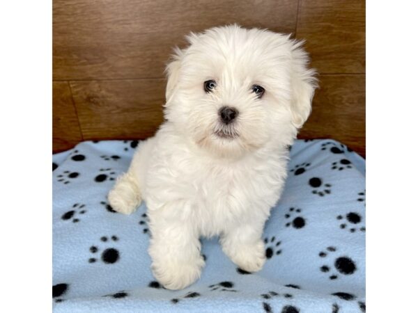 Teddy Bear DOG Female White 2450 Petland Florence, Kentucky