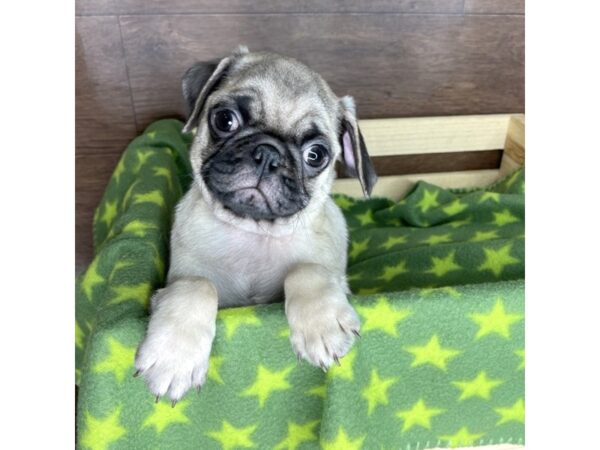 Pug-DOG-Male-Fawn-2475-Petland Florence, Kentucky