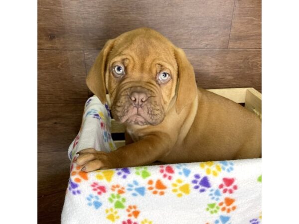 Dogue de Bordeaux DOG Male Red 2474 Petland Florence, Kentucky