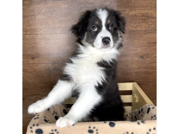 Australian Shepherd DOG Female Black 2473 Petland Florence, Kentucky