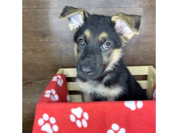 German Shepherd Dog DOG Male Black / Tan 2472 Petland Florence, Kentucky