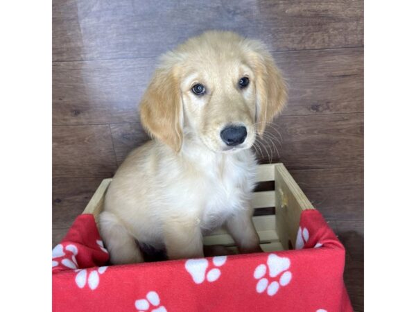 Golden Retriever-DOG-Male-Golden-2471-Petland Florence, Kentucky