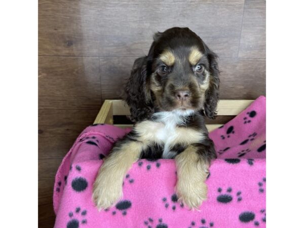 Cocker Spaniel DOG Male Brown 2469 Petland Florence, Kentucky