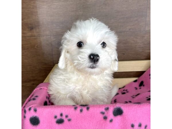 Bernedoodle Mini 2nd Gen-DOG-Female-Black-2468-Petland Florence, Kentucky