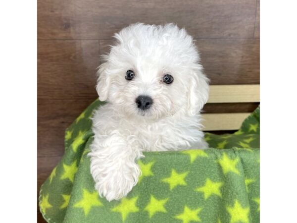 Bichon Frise DOG Male White 2466 Petland Florence, Kentucky