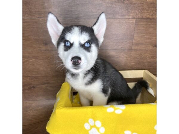 Siberian Husky DOG Female Black / White 2465 Petland Florence, Kentucky