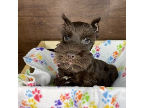 Miniature Schnauzer DOG Male Chocolate 2463 Petland Florence, Kentucky