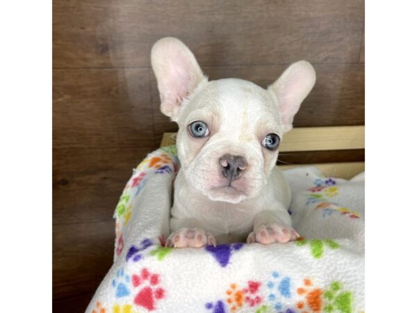 French Bulldog DOG Male Cream 2462 Petland Florence, Kentucky