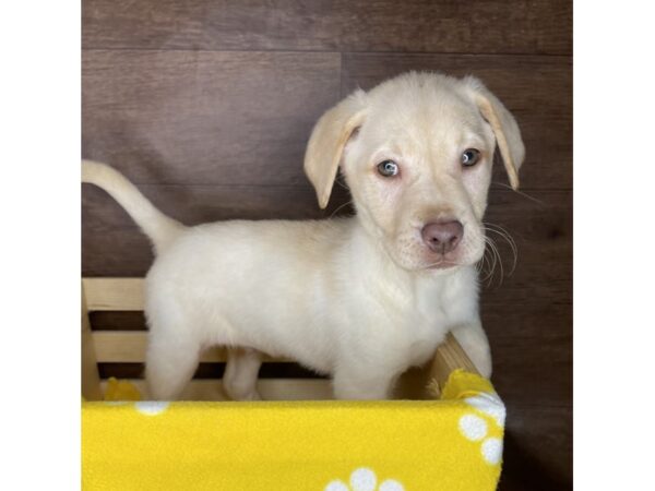 Labrador Retriever DOG Male Yellow 2461 Petland Florence, Kentucky