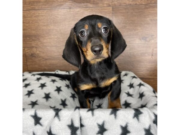 Dachshund DOG Male Black / Tan 2448 Petland Florence, Kentucky