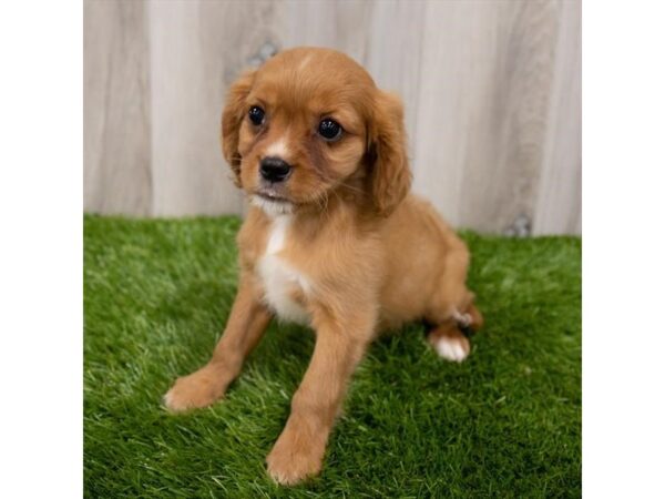 Cavalier King Charles Spaniel DOG Male Ruby 2482 Petland Florence, Kentucky