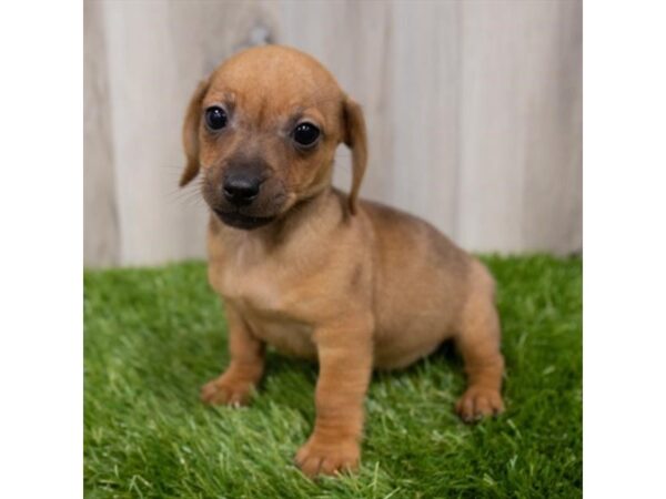 Chiweenie DOG Male Red 2488 Petland Florence, Kentucky