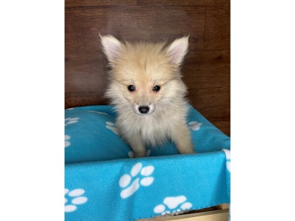 Pomeranian DOG Male Gray Sable 2480 Petland Florence, Kentucky