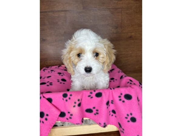 Cavachon-DOG-Female-Blenheim-2478-Petland Florence, Kentucky